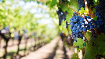 All you need to know about wine transportation