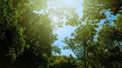Happy International Day of Forests from Bertling!