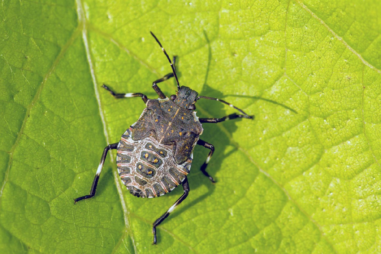 Brown Marmorated Stink Bug (BMSB) Season 2026/27 in Australia