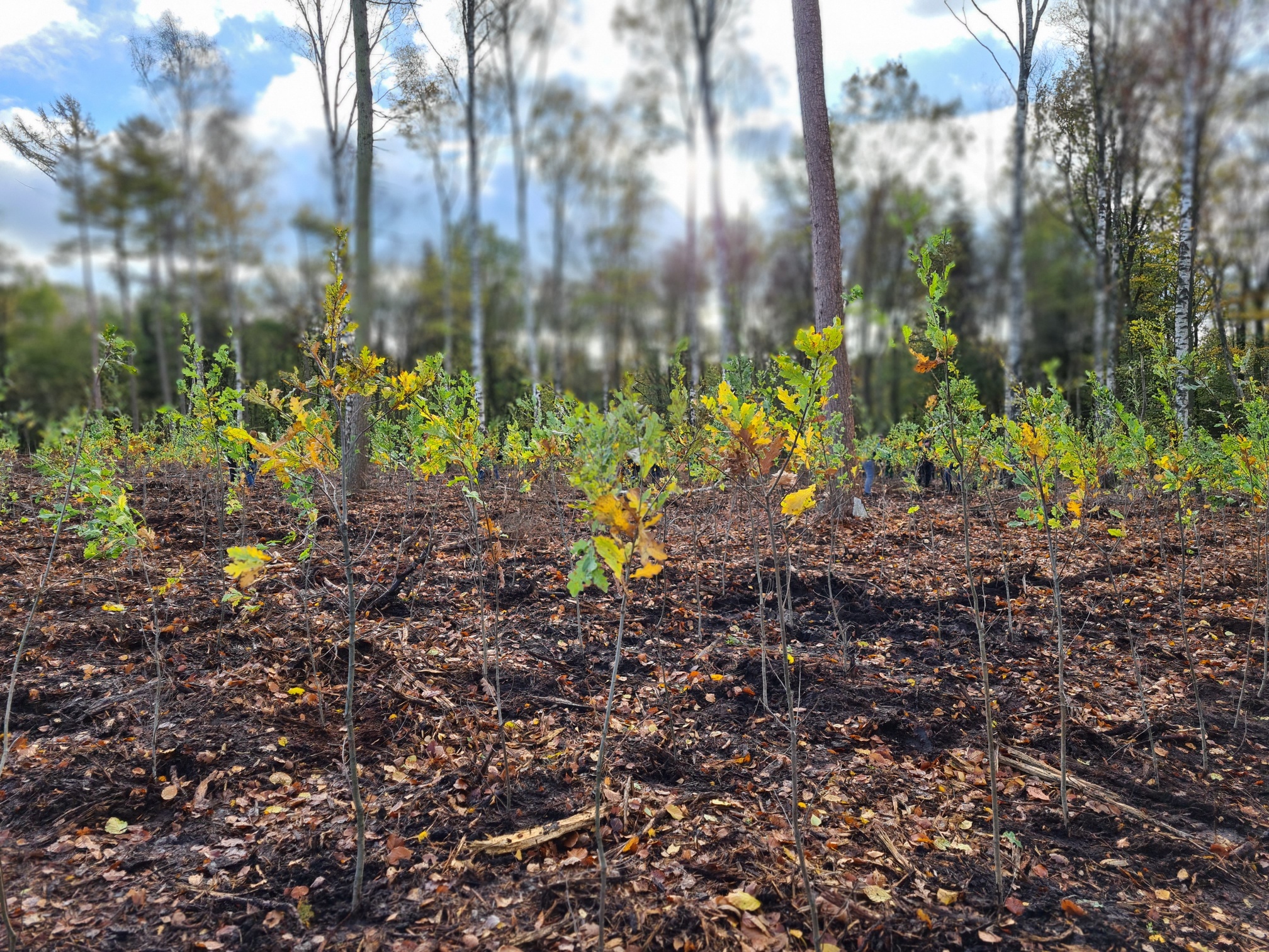 Happy “Day of the Tree“ from Bertling Logistics