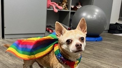 Dog Pride