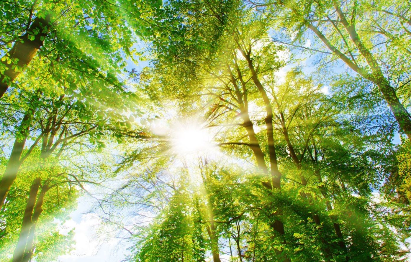 Happy International Day of Forests 2025 from Bertling!