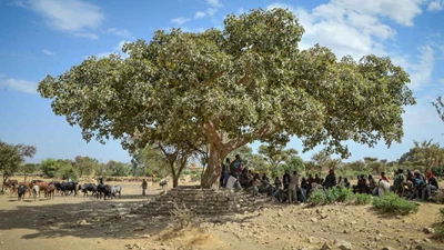 COMPENSATION PROJECTS UPDATED - NEW PROJECT IN ETHIOPIA