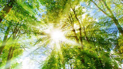 Bertling obtains PLANT-MY-TREE Bronze Partnership